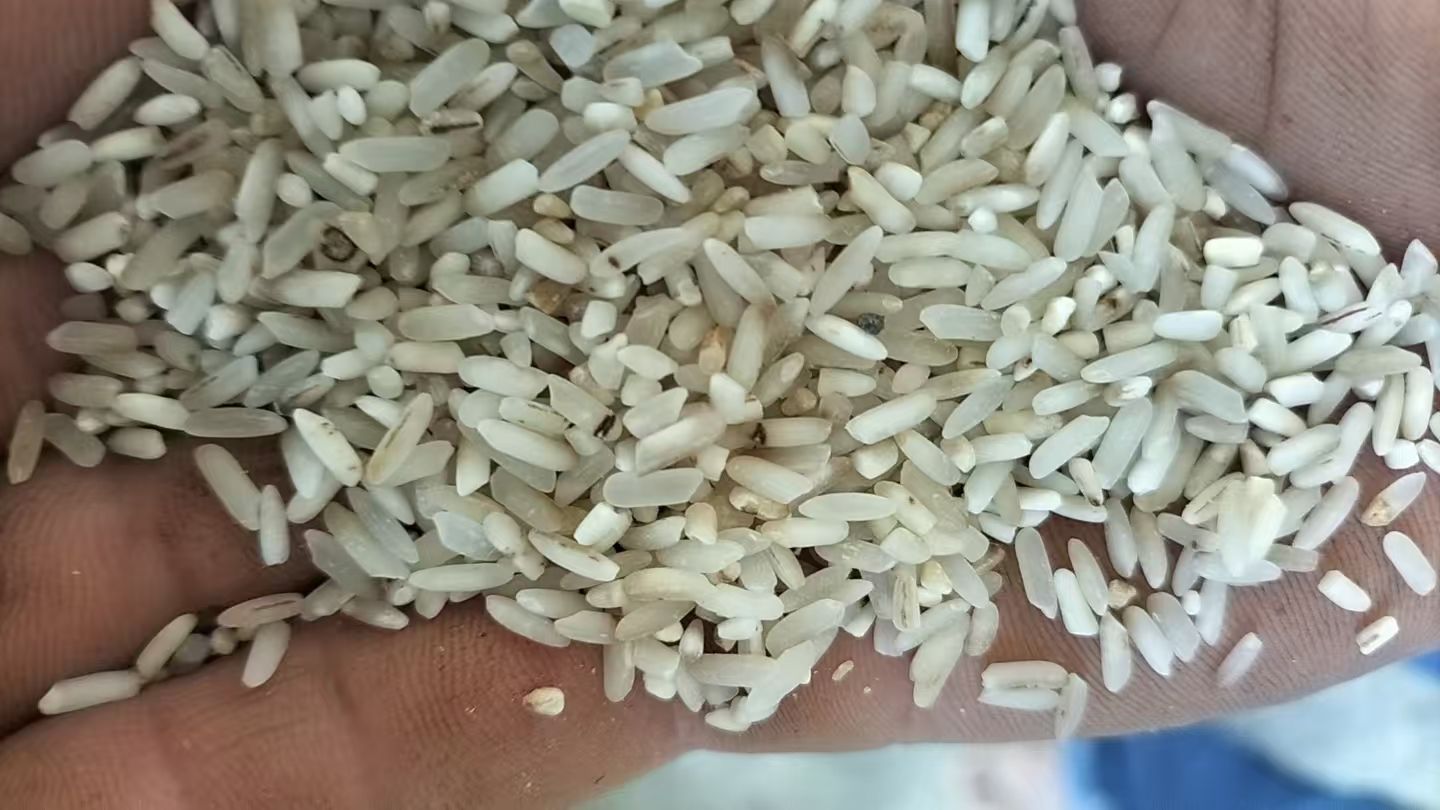 色选米实物